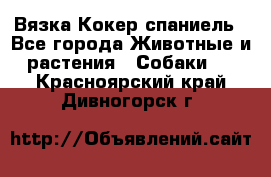 Вязка Кокер спаниель - Все города Животные и растения » Собаки   . Красноярский край,Дивногорск г.